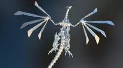 zGIGA RAPTOR
