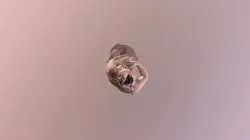 Afrodite Cnidia