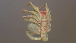 Alien: Facehugger (Fanart) (WIP)