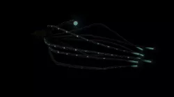 Angler Squid