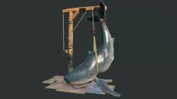 Big fish