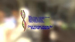 DNA- Model