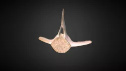 Dolphin Vertebra