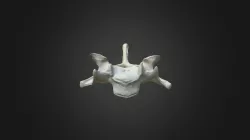 Gorilla gorilla gorilla, C4 vertebra