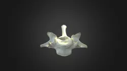 Gorilla gorilla gorilla, C5 vertebra