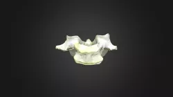 Gorilla gorilla gorilla, C7 vertebra