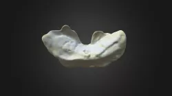 Gorilla gorilla gorilla, coccyx