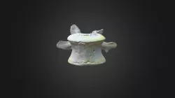 Gorilla gorilla gorilla, L2 vertebra
