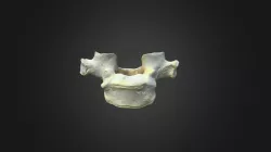 Gorilla gorilla gorilla, T1 vertebra