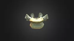 Gorilla gorilla gorilla, T3 vertebra