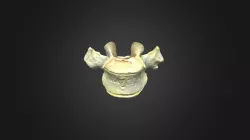 Gorilla gorilla gorilla, T4 vertebra