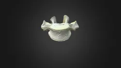 Gorilla gorilla gorilla, T6 vertebra