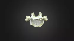 Gorilla gorilla gorilla, T7 vertebra