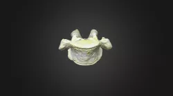 Gorilla gorilla gorilla, T8 vertebra