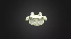 Gorilla gorilla gorilla, T9 vertebra