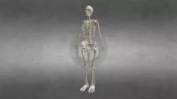 Human Skeleton