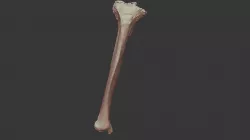 Human Tibia