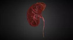 Kidney Cross-section
