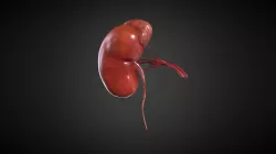 Kidney