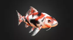 Koi fish
