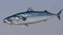 Mackerel