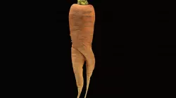 Mandrake Carrot 3