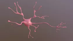 Neuron