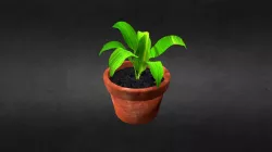 Plant on pot