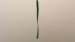 Seaweed