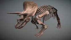 Triceratops Scan