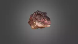 Tyrannosaurus Head