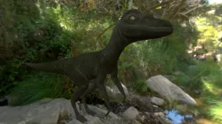 Velociraptor hatchling