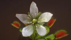 Venus flytrap