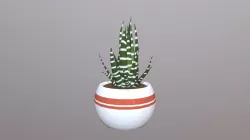Zebra Plant