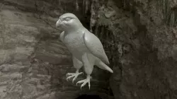 3d Model Falcon Bird
