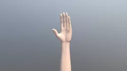 3D Modelling Study - Female Hand