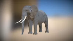 African elephant