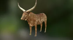 Ankole Watusi