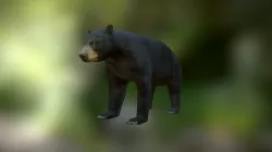 Black bear