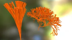 Coral (some of it, these models are heavy!)