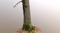 English Oak with lichen and ivy