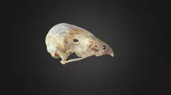 Falco biarmicus, skull