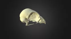 Falco naumanni, skull