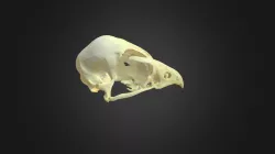Falco peregrinus, skull