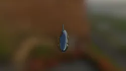 Fish Model
