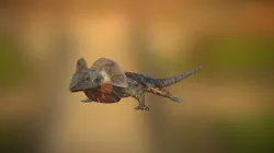 Frill necked lizard