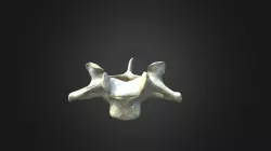 Gorilla gorilla gorilla, C3 vertebra