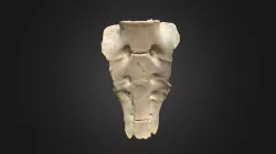 Gorilla gorilla gorilla, sacrum