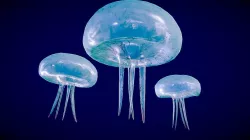 Jellyfish