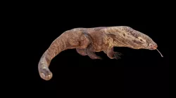 komodo dragon
